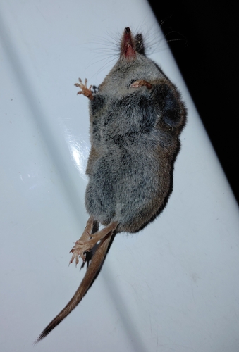 Masked Shrew observed by gorehamster