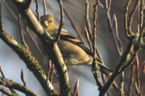 American Goldfinch (Spinus tristis), photo 8