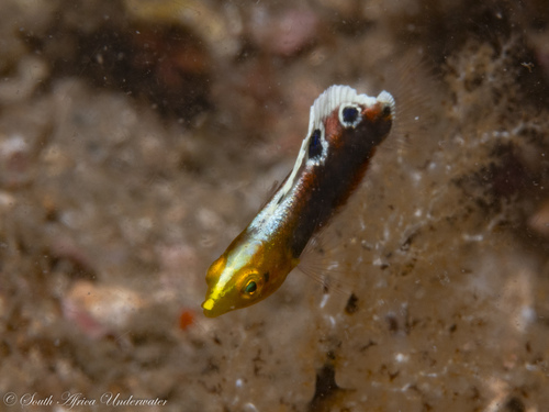 Halichoeres iridis observed 2026-01-04