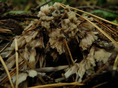 Thelephora penicillata