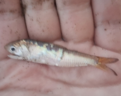 Estuary thryssa (Thryssa aestuaria) — Engraulidae — 5