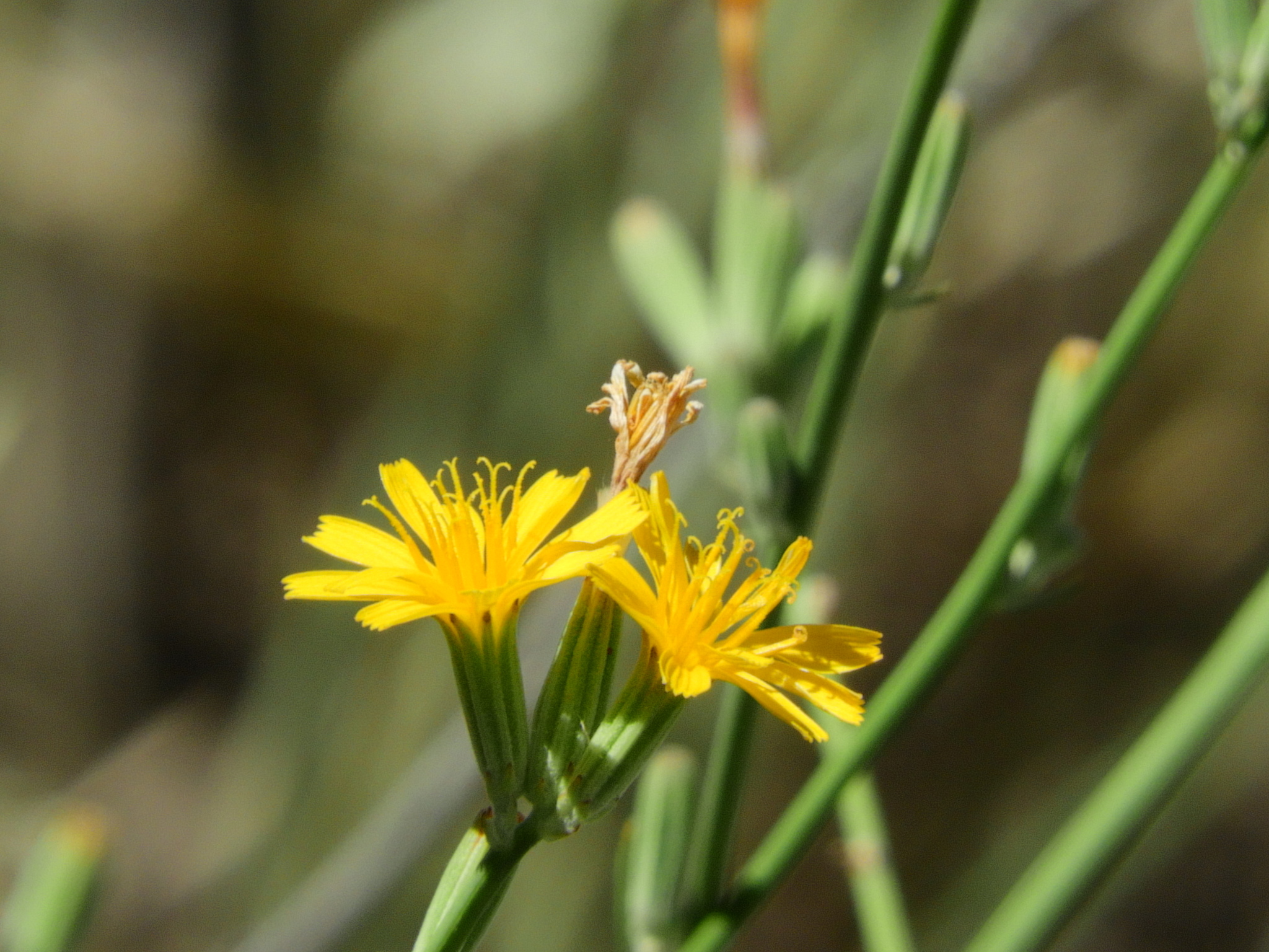 Rush skeletonweed