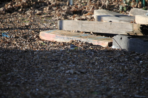 Grey Wagtail (Motacilla cinerea), photo 5