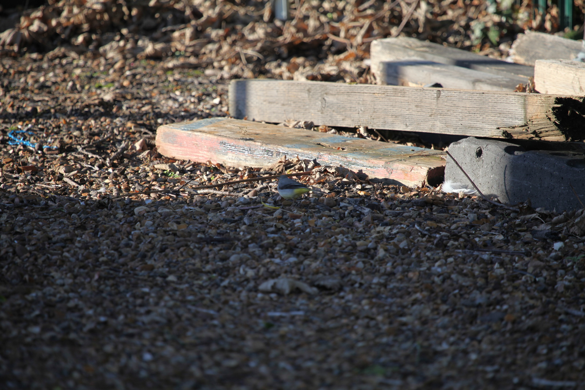 Grey Wagtail (Motacilla cinerea), photo 5