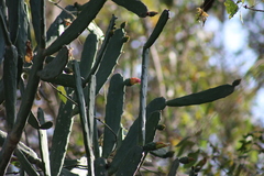 Opuntia auberi
