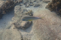 Scolopsis margaritifera