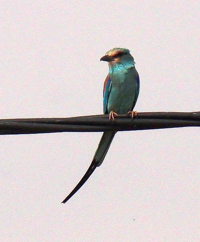 Abyssinian Roller