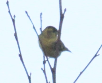 Eurasian Siskin (Spinus spinus), photo 5