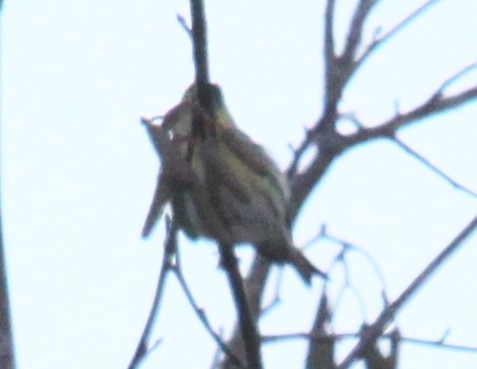 Eurasian Siskin (Spinus spinus), photo 6