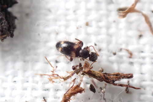 Hirticomus quadriguttatus