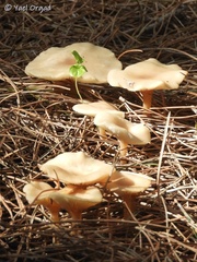 Clitocybe diatreta