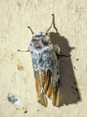 Mesoscia terminata