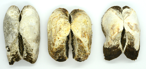 Representative image of Tetrarca