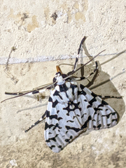 Eucereon tigrata