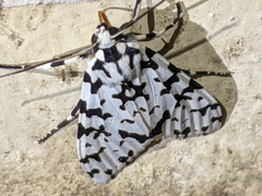 Eucereon tigrata