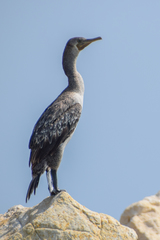 Phalacrocorax nigrogularis