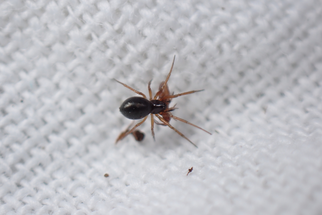 Alioranus pauper