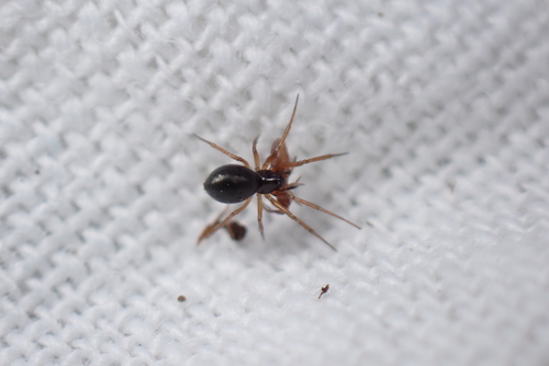 Alioranus pauper
