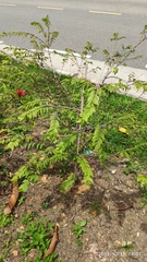 Memecylon pauciflorum