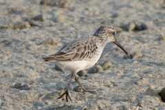 Calidris falcinellus