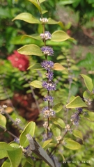 Memecylon pauciflorum