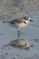 Charadrius alexandrinus
