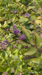 Memecylon pauciflorum