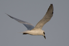 Gelochelidon nilotica