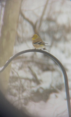 American Goldfinch (Spinus tristis), photo 10