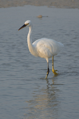 Egretta garzetta