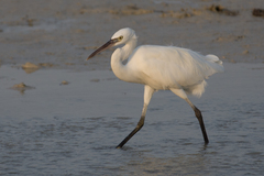 Egretta garzetta