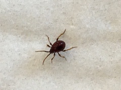 Gibbium aequinoctiale