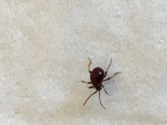 Gibbium aequinoctiale