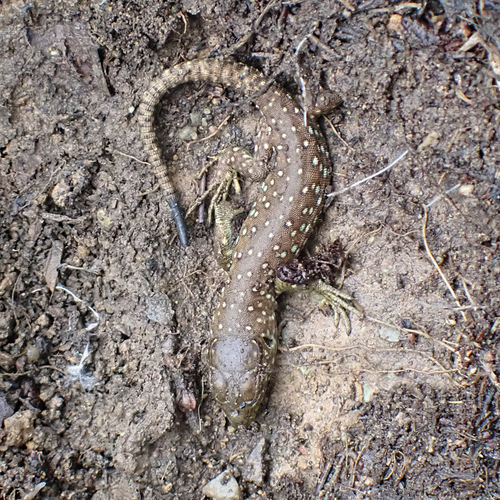 Avistamiento Lagarto ocelado (fardacho)
