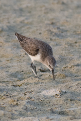Calidris minuta