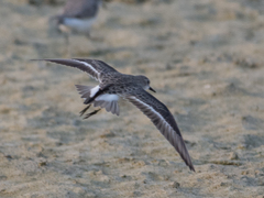Calidris minuta