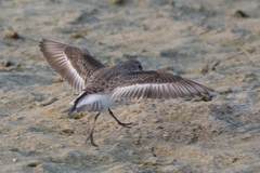 Calidris minuta