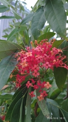 Saraca declinata