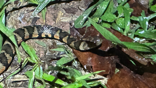 Brown-banded watersnake