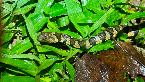 Brown-banded watersnake