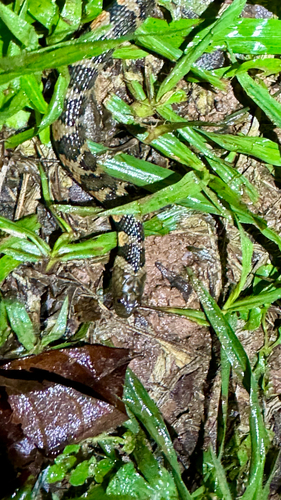 Brown-banded watersnake