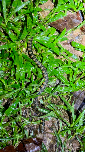 Brown-banded watersnake