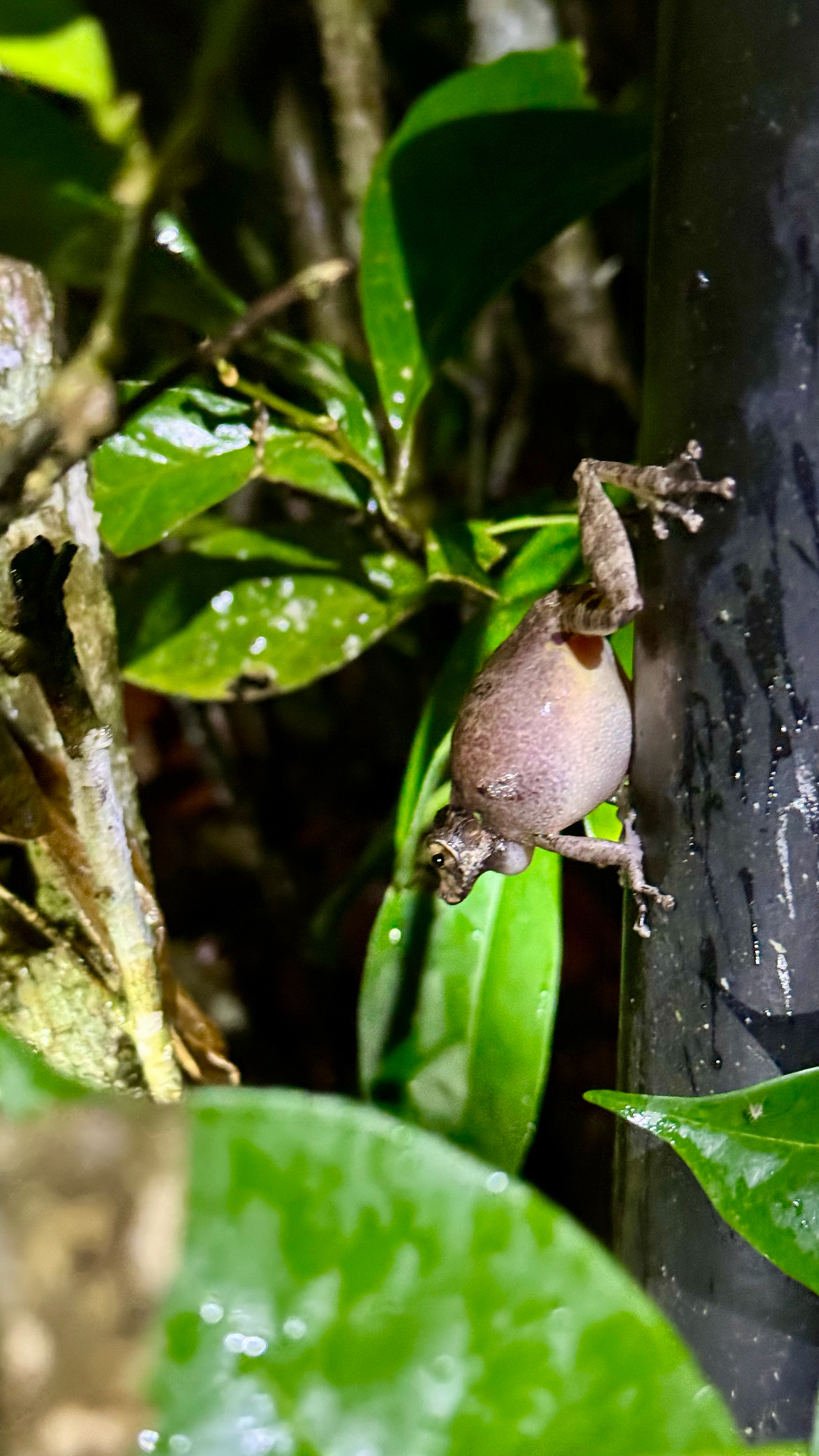 Scinax ritaleeae