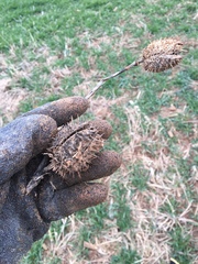 Datura stramonium