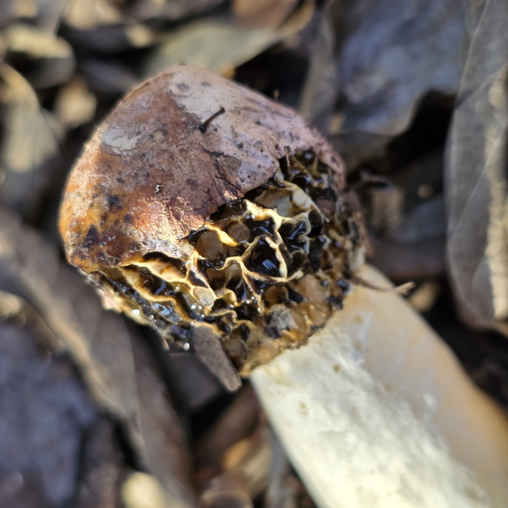 Phallus hadriani · January 2026 · photo: © urraca (iNaturalist, cc-by-nc)