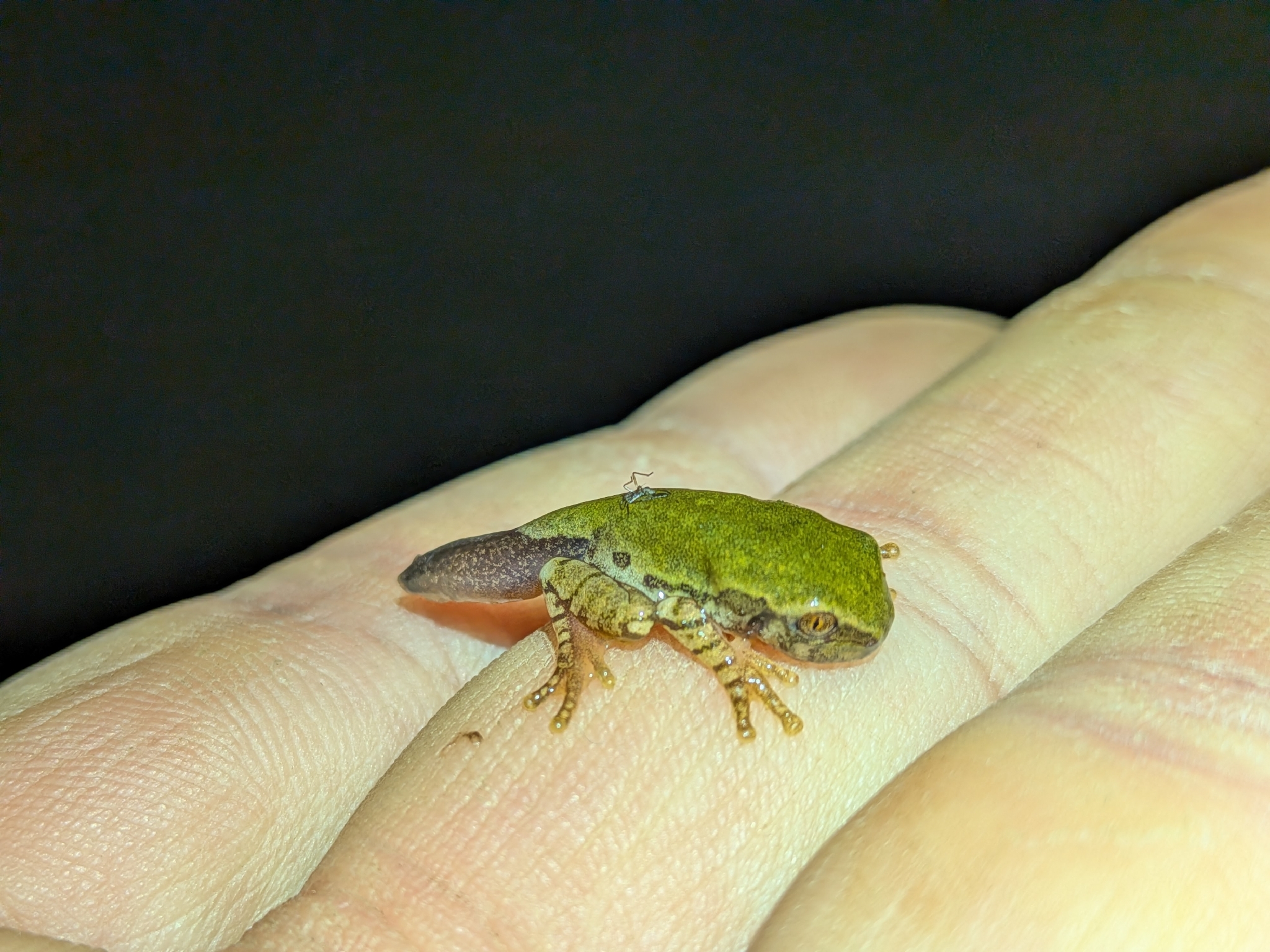Leptopelis natalensis (Smith, 1849)
