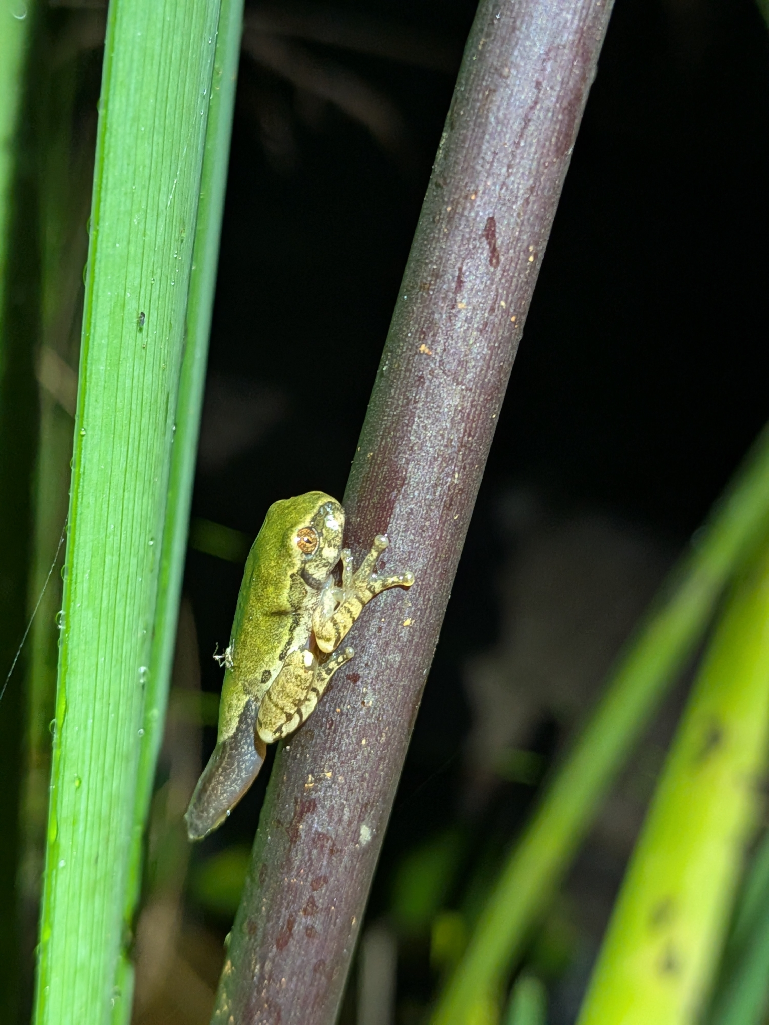 Leptopelis natalensis (Smith, 1849)