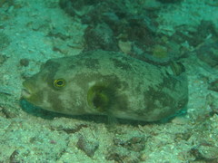 Arothron immaculatus