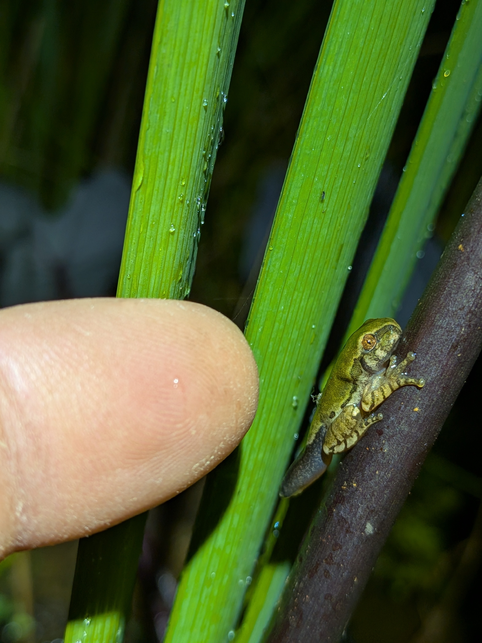 Leptopelis natalensis (Smith, 1849)
