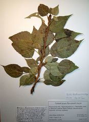 Populus × berolinensis